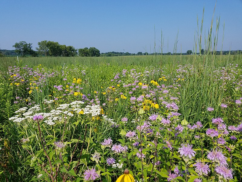Prairie
