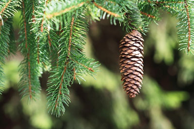evergreen-park
